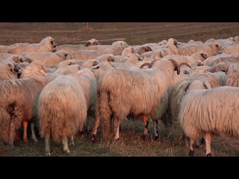 Oile lui Ionut de la Vima Mare, Maramures 2020 Nou!!!