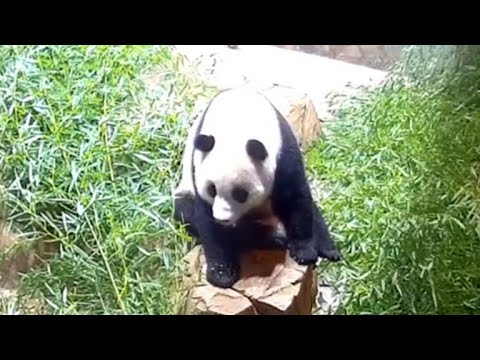 231231 THROWBACK: PANDA XIAO QI JI 小奇迹