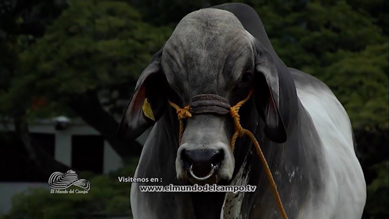 GANADERÍA SAN GABRIEL ALTA GENETICA HACIENDA EL PLACER   FUSAGASUGA   CUNDINAMARCA