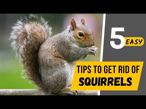 How To Get Squirrels Out Of Your Walls??Super Effective Fast Methods