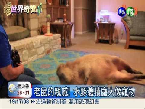 胖水豚當寵物養 "萌"指數破表!