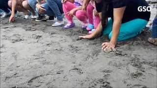 preview picture of video 'Liberación de tortugas lora'