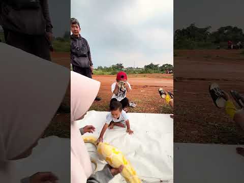 Papah tami mau nangis lihat ular sebesar ini #shorts