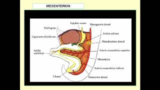 Desarrollo del aparato digestivo