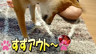 【キツネっぽい柴犬-すずちゃん#14】すずアウト〜