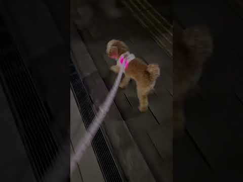 経営学科 夜遅くにテンション高く散歩するトイプードル9ヶ月　 #toypoodle #puppy #トイプードル