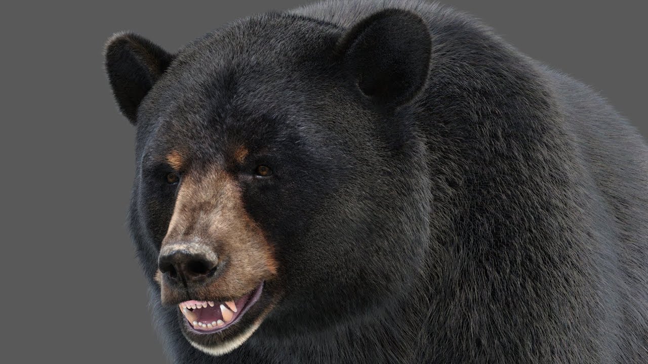 Black Bear Fur 3D Model