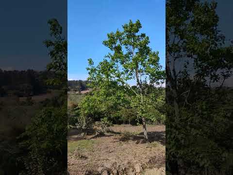 Um passeio de bicicleta no interior de Estrela Velha RS.