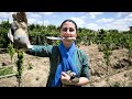 Partridge Slaughtering By Village Girl Slaughtering Partridge In The Islamic Way