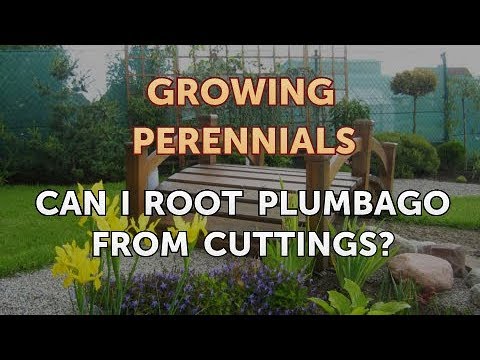 Can I Propagate a Peony From a Cutting