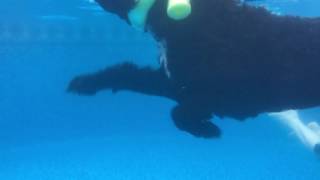 Portuguese Water Dog farts while swimming
