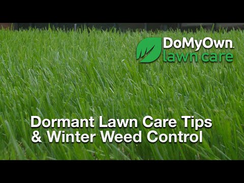  What about my Lawn During the Winter?  - Dormant Lawn Care Tips Video 