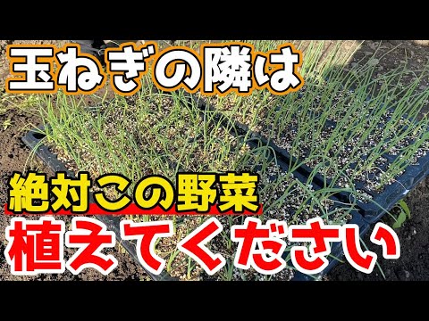 ニンジンの隣に植えてはいけないもの