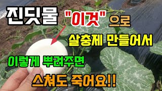 진딧물응애깍지벌레 해충은 "이것"으로 살충제 만들어서 뿌려주면 스쳐도 죽어요 고체비누로 살충비누만들기 천연살…