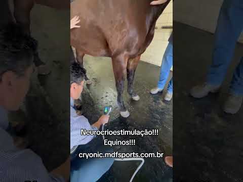 Aplicação Veterinária (Equinos) video 1