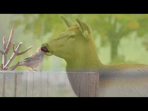 Marie Tilšarová ft. Radek Pilmaier - Děkovat se dá