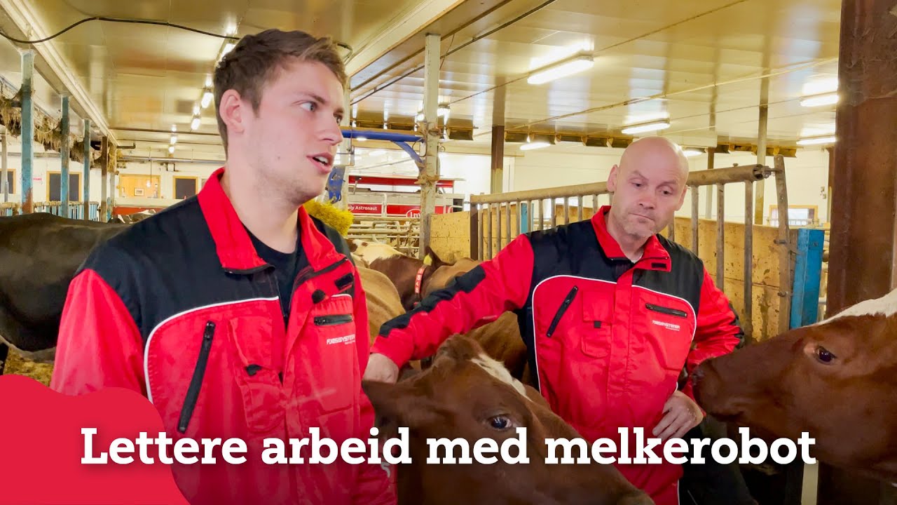 Mindre manuelt arbeid med melkerobot i ombyggingsfjøs