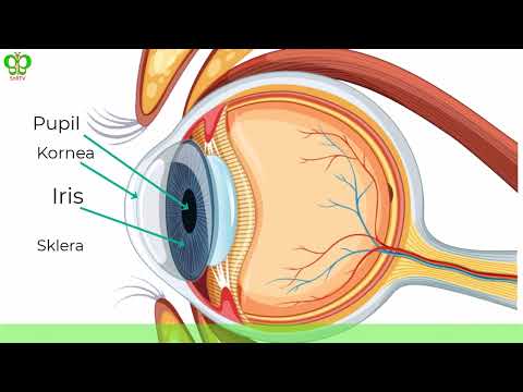 PARTS OF THE EYE AND THEIR FUNCTIONS