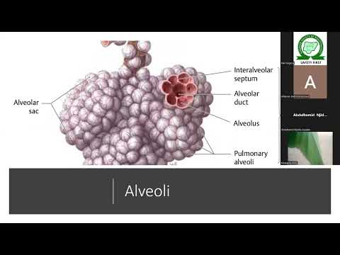 Overview of respiratory physiology