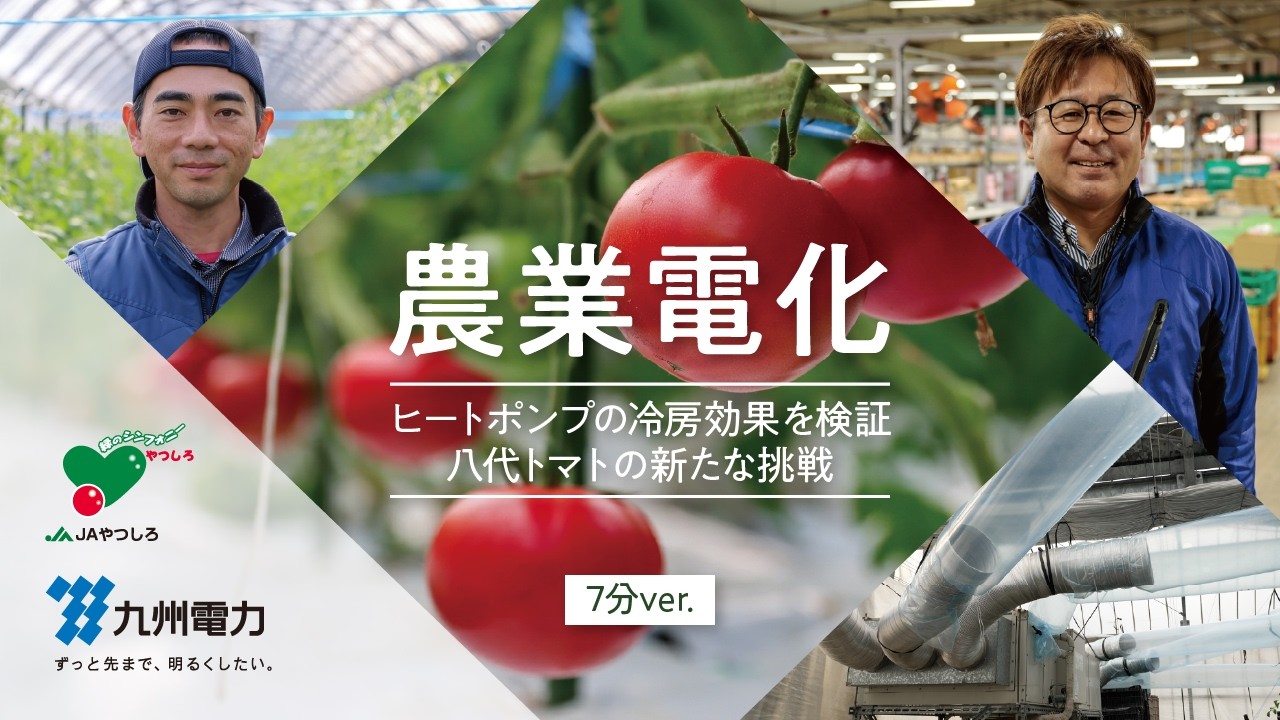 【農業用ヒートポンプ】ＪＡやつしろ（トマト）　本編（約８分）｜九州電力