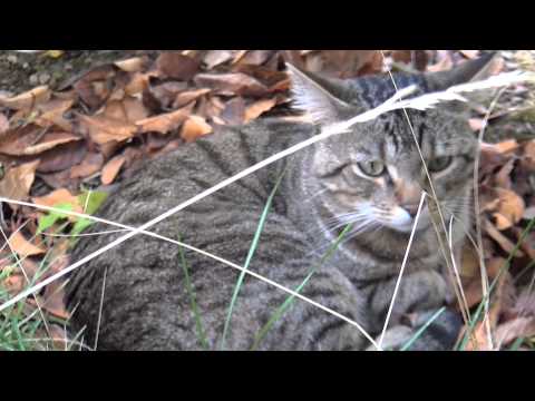 Ville  Esch-Sur-Alzette  Grand Duché de LUXEMBOURG. PT/02