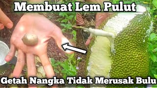 Download lagu Cara Membuat Lem Pulut Dari Getah Nangka Tidak Merusak Bulu Burung mp3 Download lagu Cara Membuat Lem Pulut Dari Getah Nangka Tidak Merusak Bulu Burung mp3