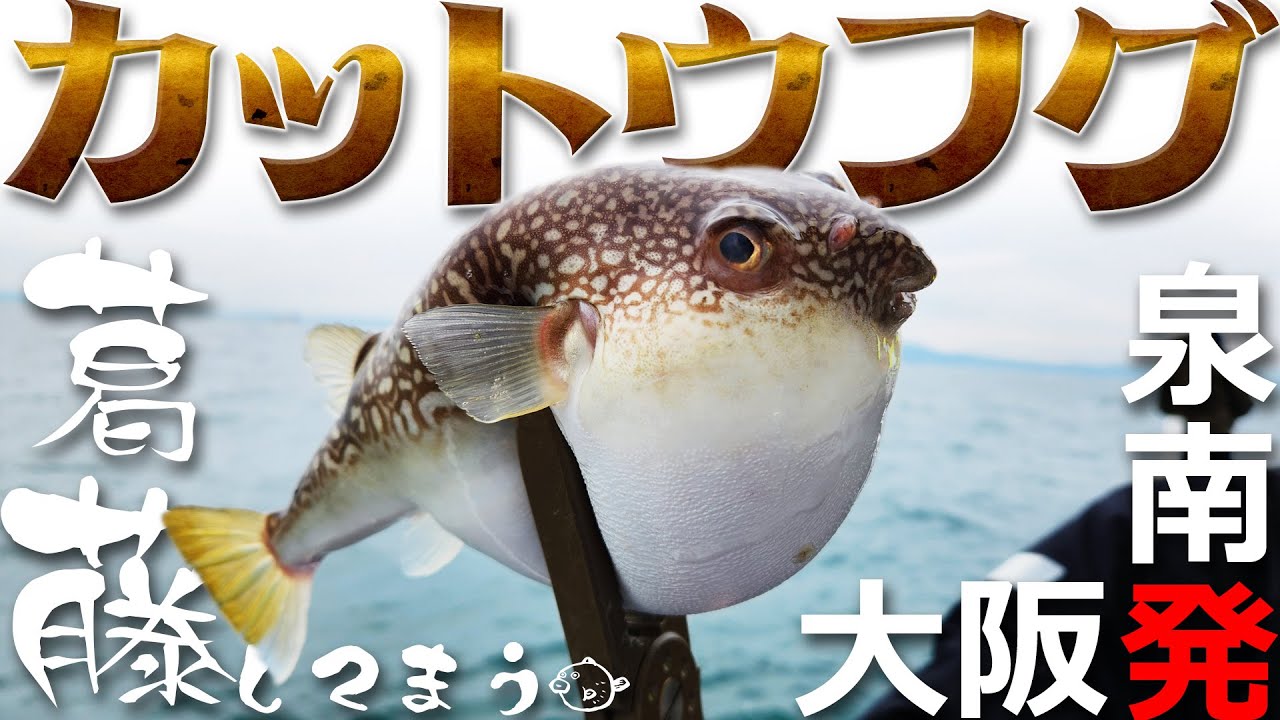 【大阪/八千代丸】カットウフグで夢のトラフグが...！？