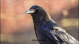 Sunshine Makes a Crow's Eyes Look Like Jewels