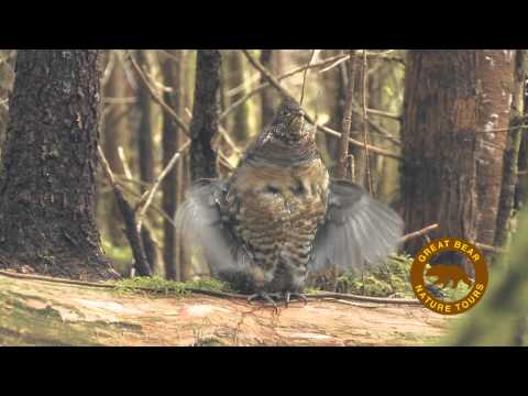 Ruffed Grouse Drumming.mov