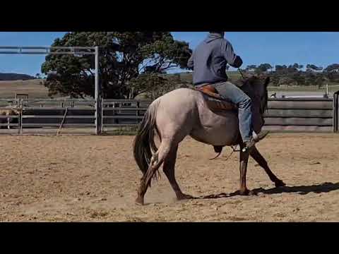 Smart Metallic Boon nutrein supreme sale lot 290