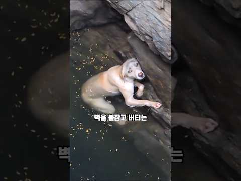 깊은 우물 속에서 덜덜 떨며 버티던 강아지에게 일어난 기적