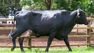 LOTE 14 - DECA FIV BRADNICK ONCA ONÇA (2745-BP)