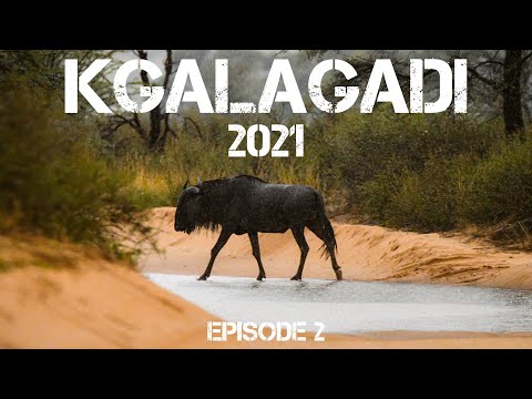 Kgalagadi Transfrontier National Park 2021, Lekker nat Nossob