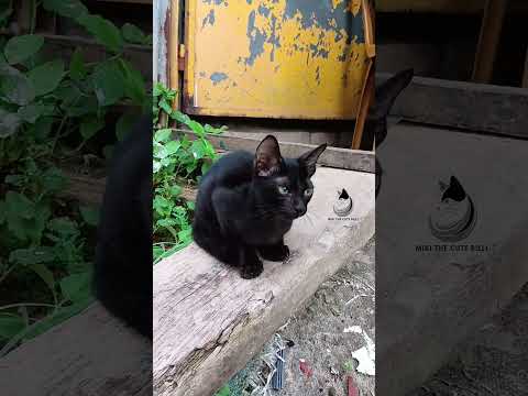 Call Me Black Diamond, Not Kala Manik!'🐱💎#blackcat  #shorts  #catlovers #cat #catlover  #funnyanimal