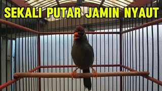 Download lagu Poksay MANDARIN gacor cocok untuk pancingan poksay MANDARIN supaya cepat bunyi gacoR mp3