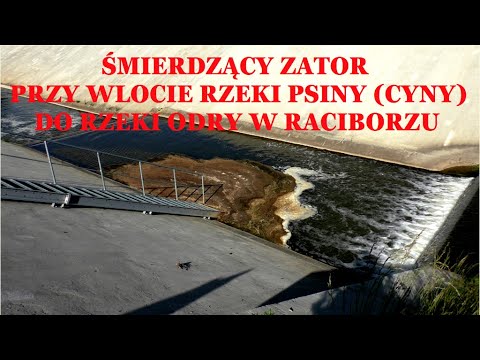 ŚMIERDZĄCY ZATOR PRZY WLOCIE RZEKI PSINY (CYNY) DO RZEKI ODRY W RACIBORZU