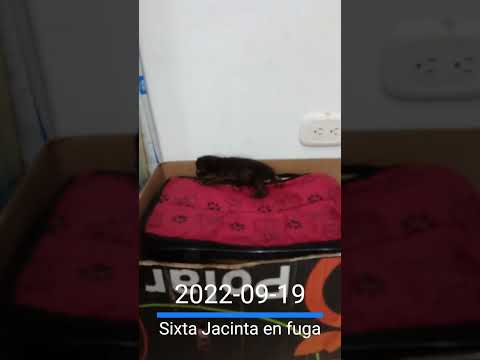 Gatos Cats 2022-09-19 Sixta Jacinta en fuga