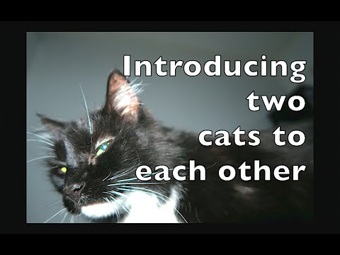 Meet Oliver - Introducing two cats to each other