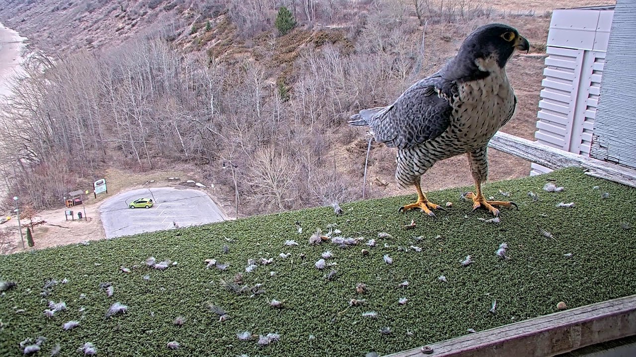 Port Washington Generating Station peregrine falcon camera - Port Washington, WI
