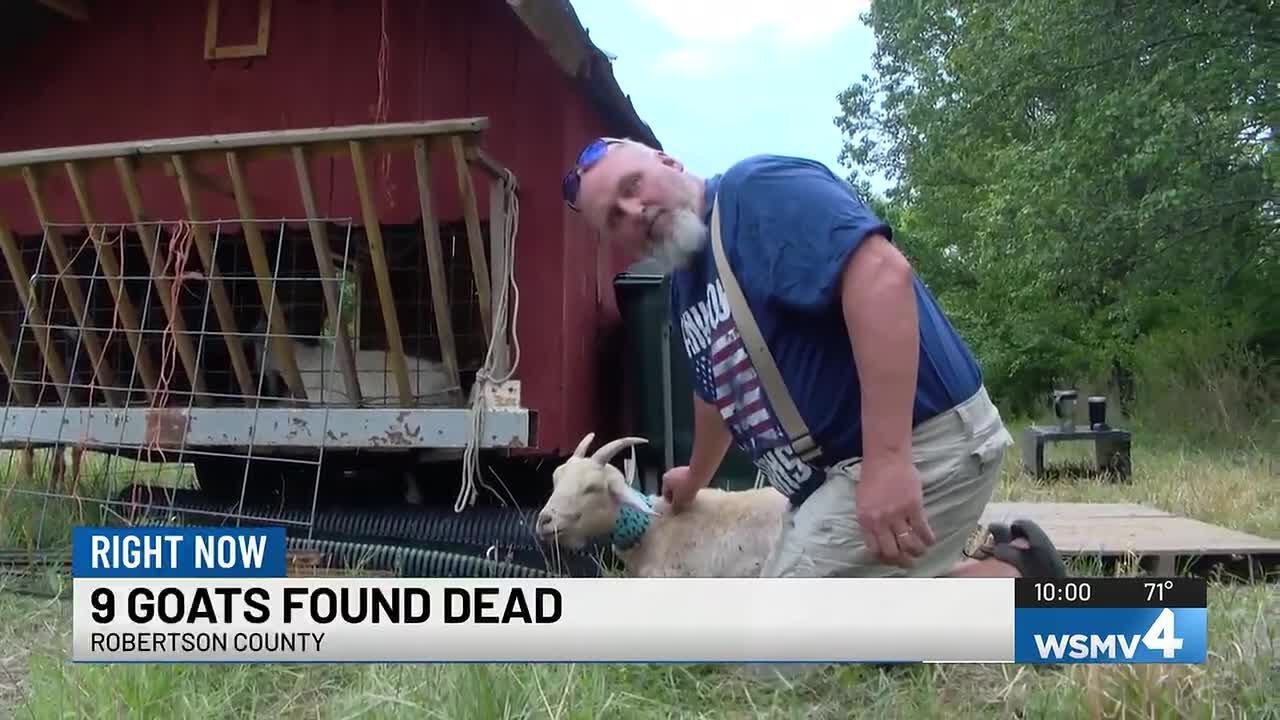 ‘Total shock and disgust’: 13 goats killed in Robertson County animal attack
