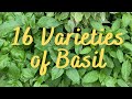 Did you try these 16 Varieties of Basil? My most and least favorite types of basil