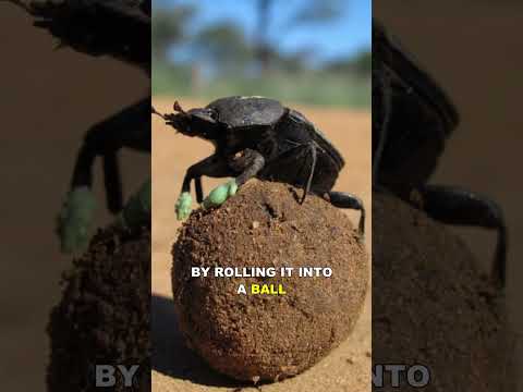 Dung Beetle | The Strongest Animal On Earth