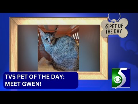 TV5 Pet of the Day: Meet Gwen!