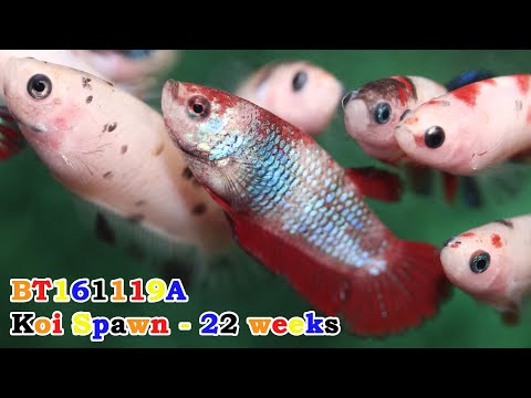 BT161119A: Impression of the variety in a 'koi' grow-out tank at 22 weeks of age!