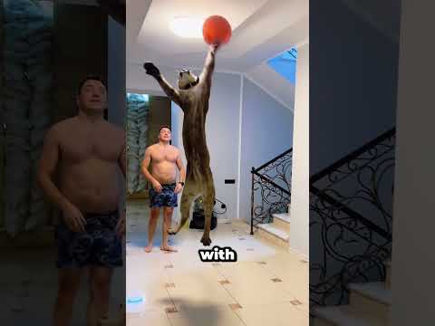The Largest Cat That Can Still Purr