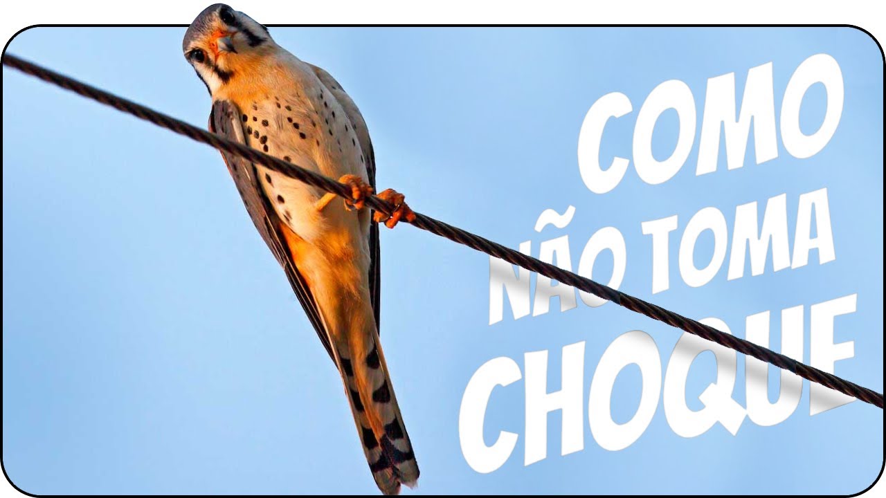 O que é DDP (diferença de potencial) e como os pássaros não tomam choque nos fios