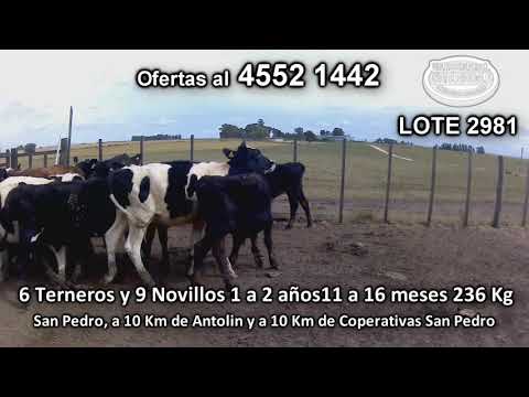 Lote 15 Terneros 5 HO - 3 KIWI - 2 HO/ AA- 2 NO - 1 HE - 1 NO/ AA- 1 NO/ HE 236 Kgkg -  en San Pedro, a 10 Km de Antolin y a 10 Km de Coperativas San Pedro