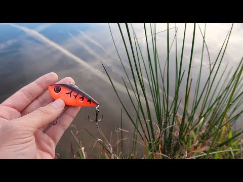 Catching HUMONGOUS Bass While Fishing LOCAL Ponds (Record Fish) Video