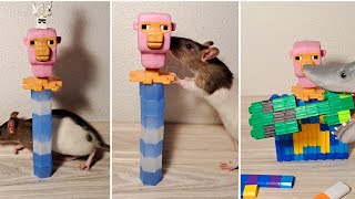 RATTATINo Shark ASMR Funny screaming 🦈🐀🔥