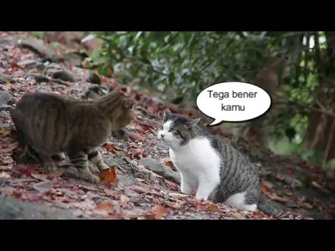 download lagu mp3 mp4 Video Kucing Lucu Berantem, download lagu Video Kucing Lucu Berantem gratis, unduh video klip Video Kucing Lucu Berantem